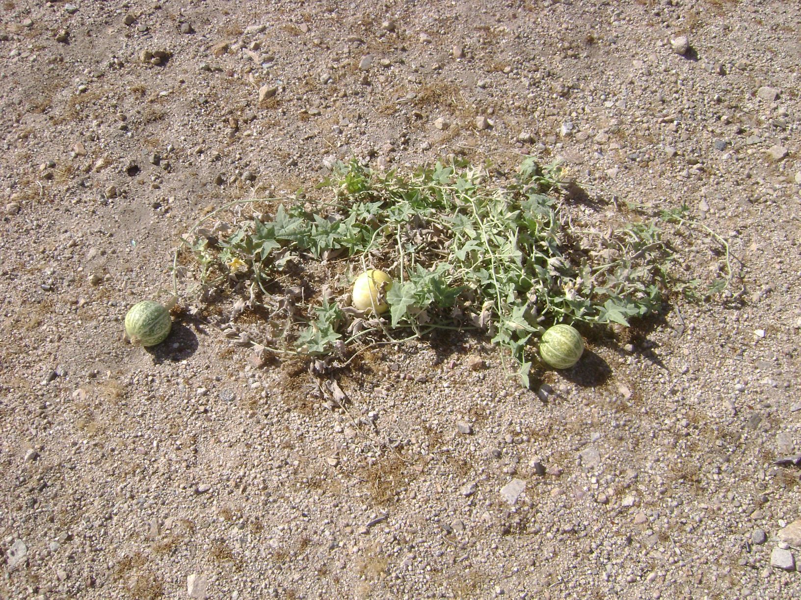 Coyote Melon.JPG