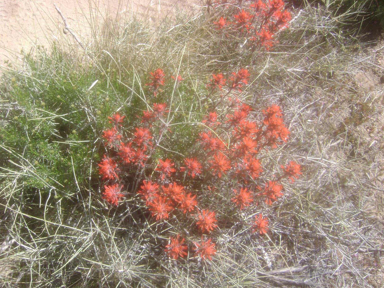 Desert Paint Brush.JPG