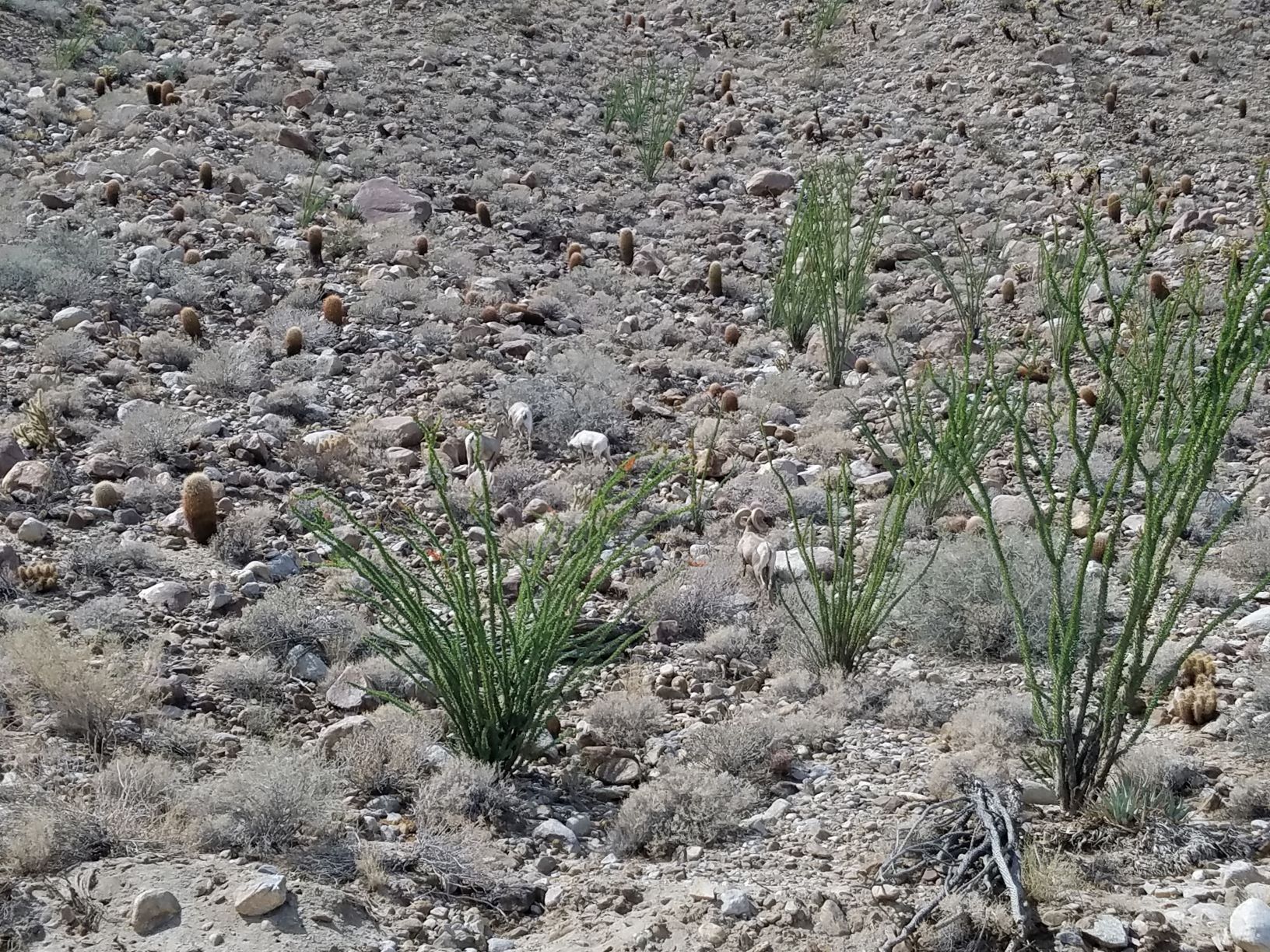 Ocotillo.jpg