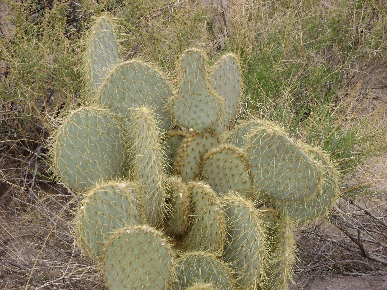 Pancake Catus.JPG