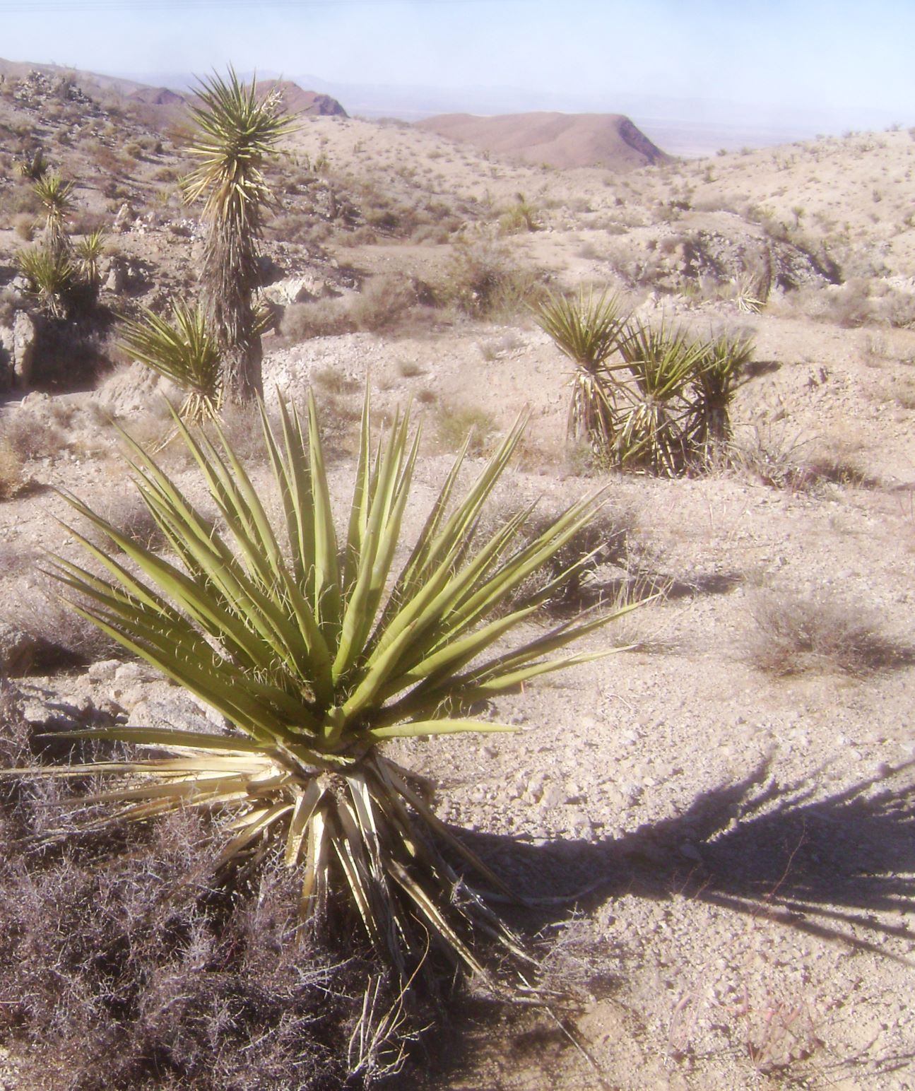 Yucca.jpg