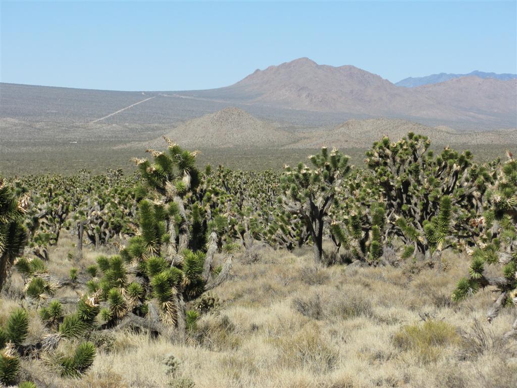 Joshua Trees=1 (Large).JPG