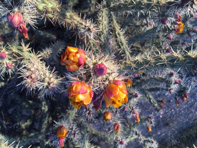 Cholla blooms.jpg