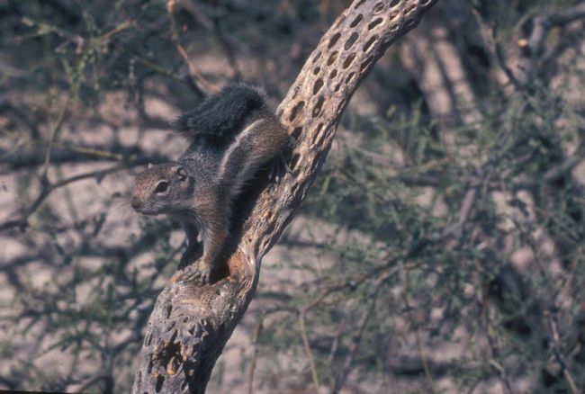 Cholla Skeleton.jpg