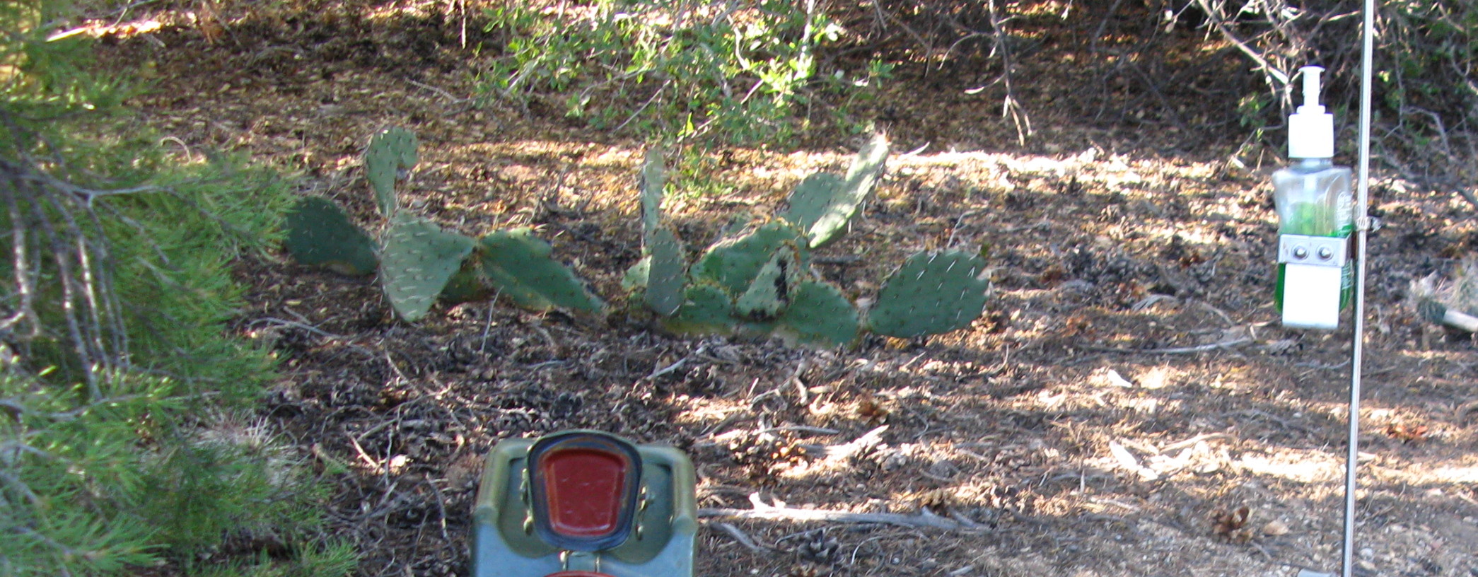 Pinon Pine cones.jpg