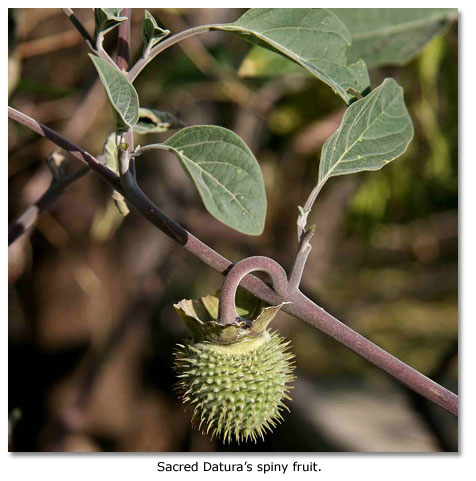 Datura Plant-1.jpg