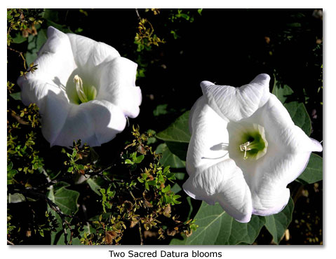 Datura Plant.jpg