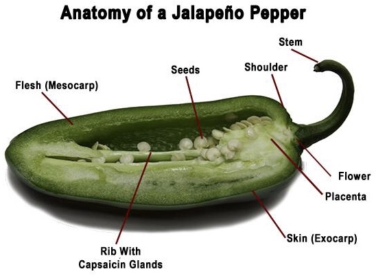 Anatomy of a pepper.