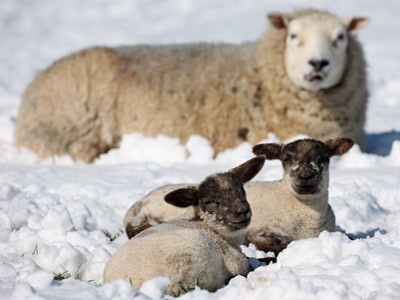 Sheep wearing wool.jpg