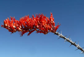 Ocotillo.jpg