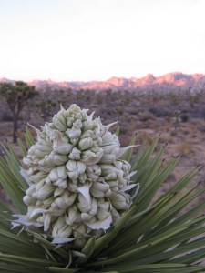 Joshua Tree flower.jpg