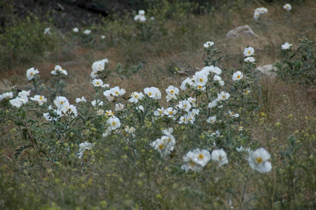 DSC_0032.JPG