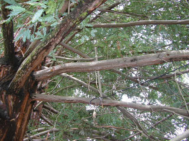 Tree antenna.jpg