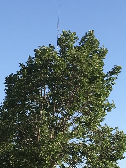 Copper J-Pole in 35’ tall tree. I don’t have any restrictions so I raised it above the tree. I could have lowered it slightly if needed.