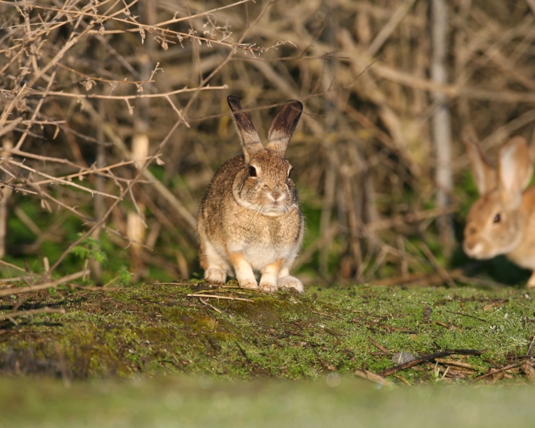 brush rabbit.jpg