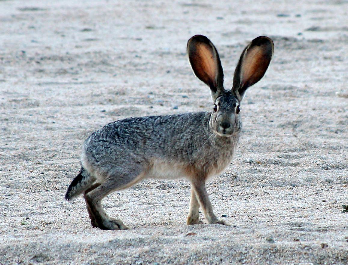 jack rabbit.jpg
