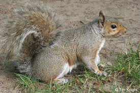Tree Squirrrel.jpg