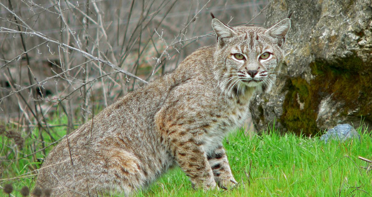 bobcat.jpg