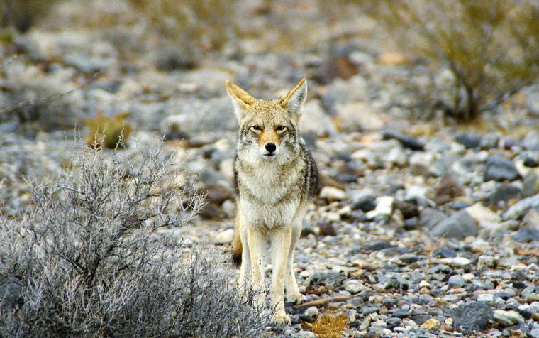 Coyote 2.jpg