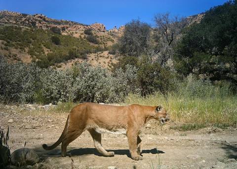 Mountain Lion walking.jpg
