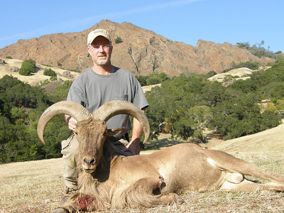 Aoudad.jpg