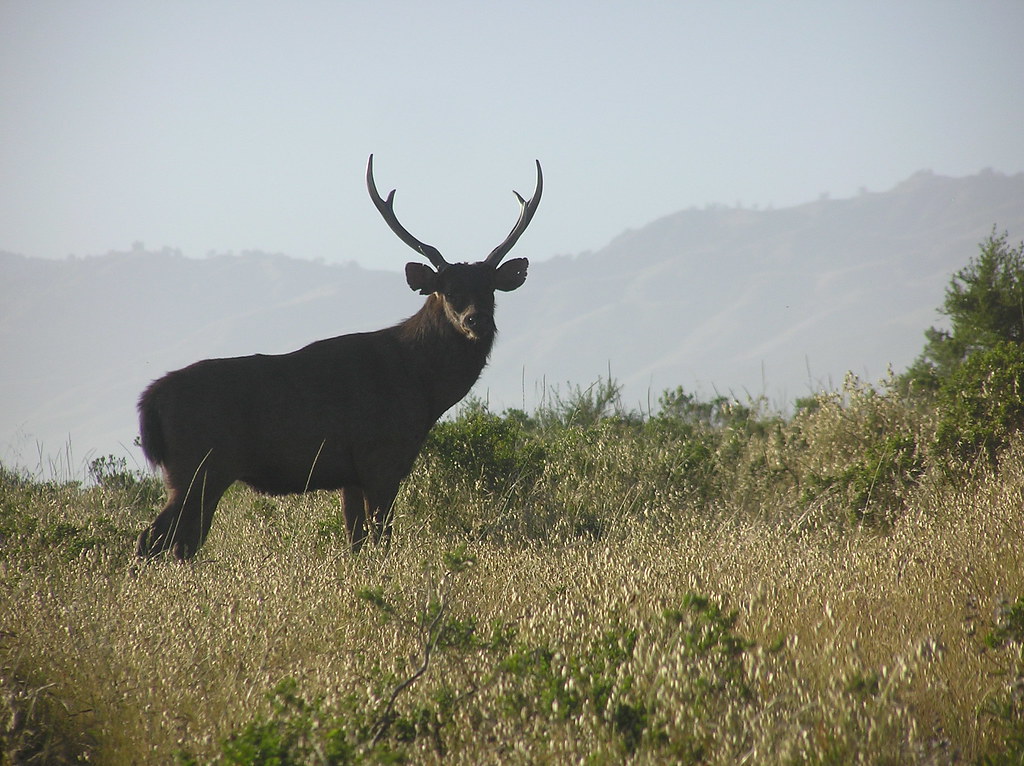 sambar deer.jpg