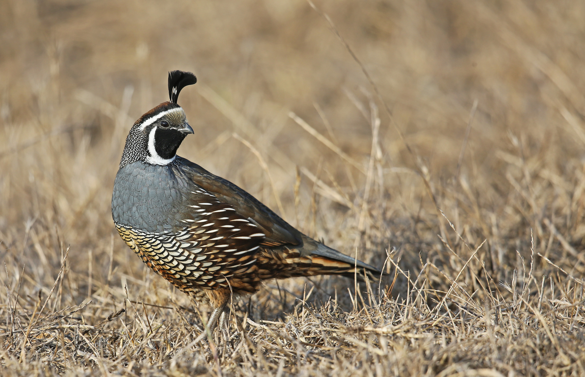 valleyquail1.jpg