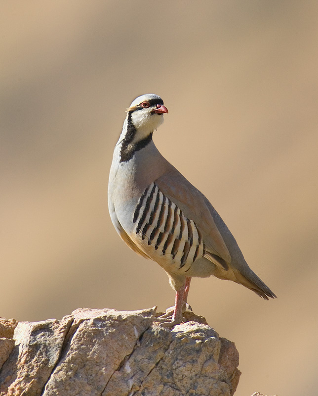 chukar-7101-2.jpg