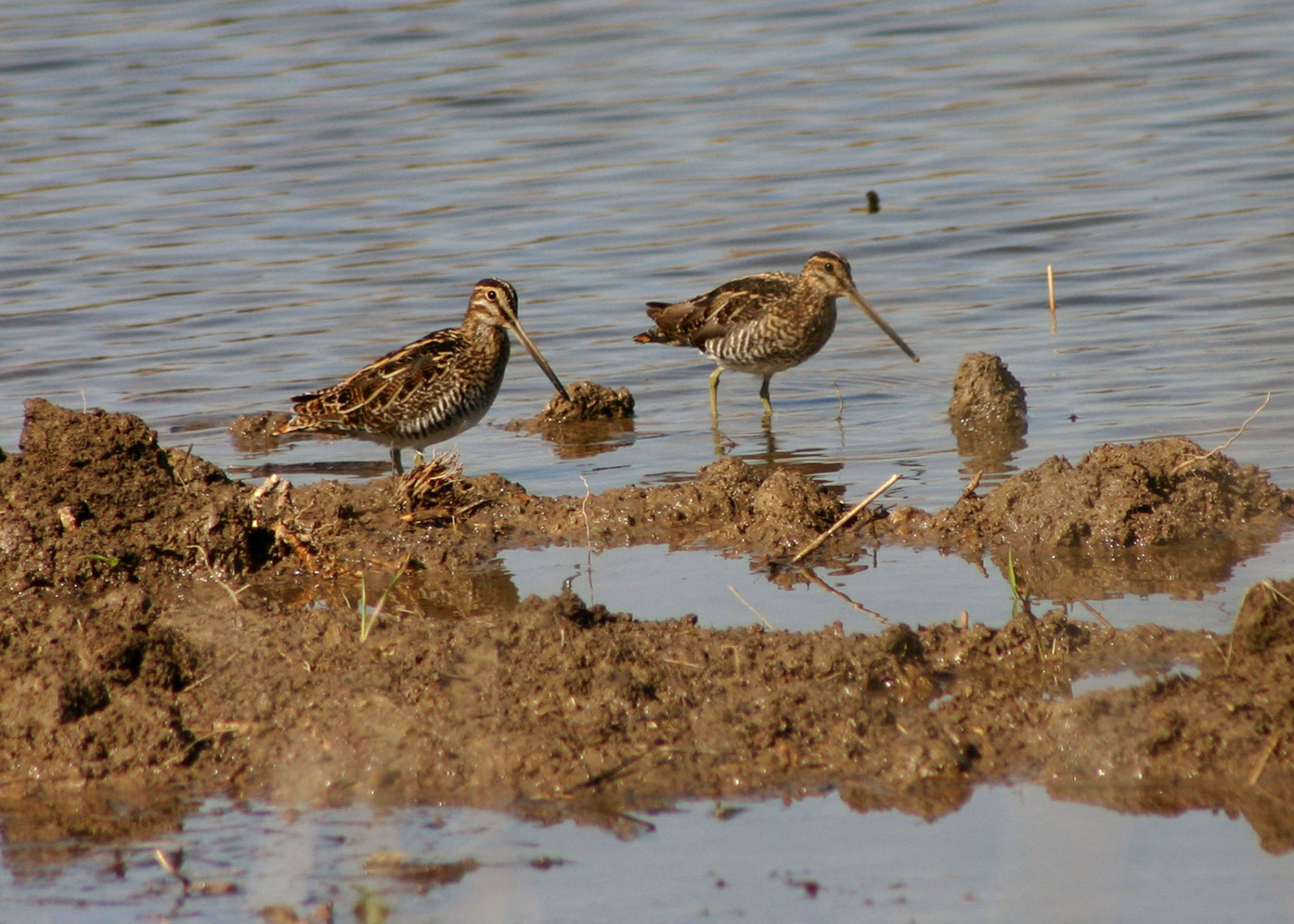 snipe.jpg