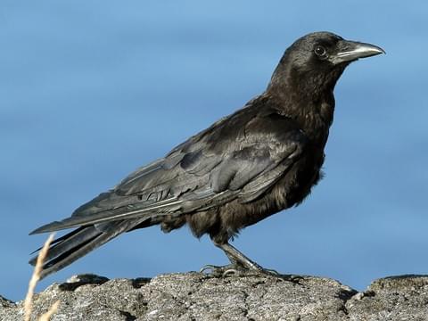 American Crow.jpg