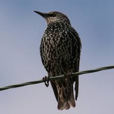 Starling.jpg