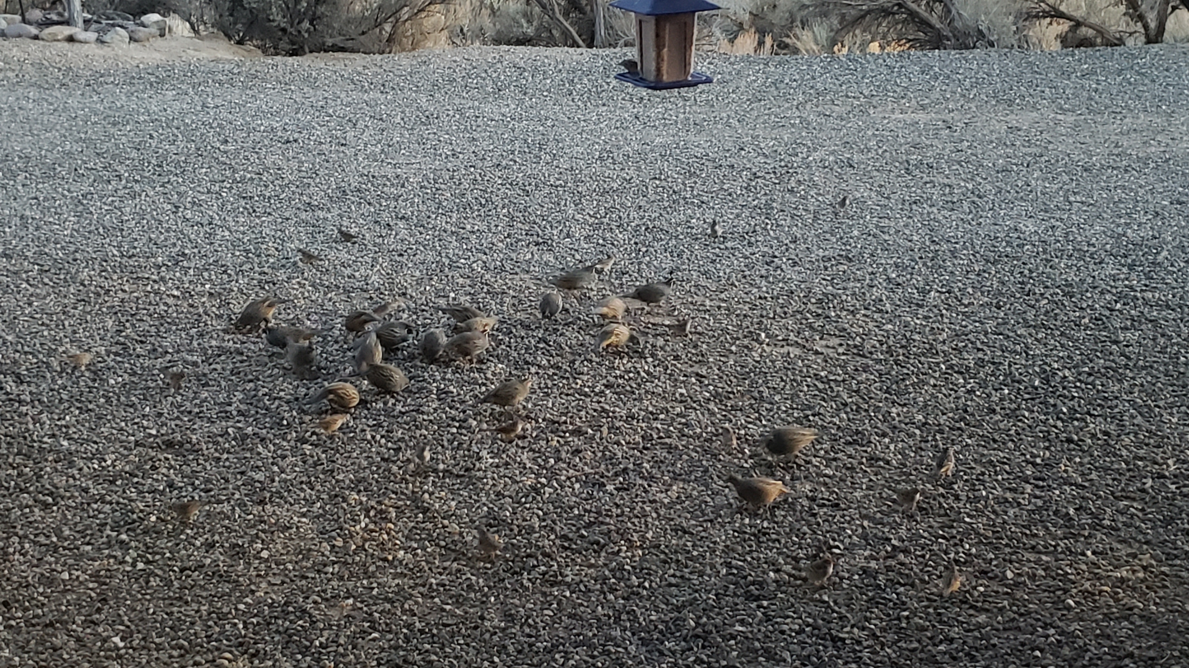 quail-60-river.jpg