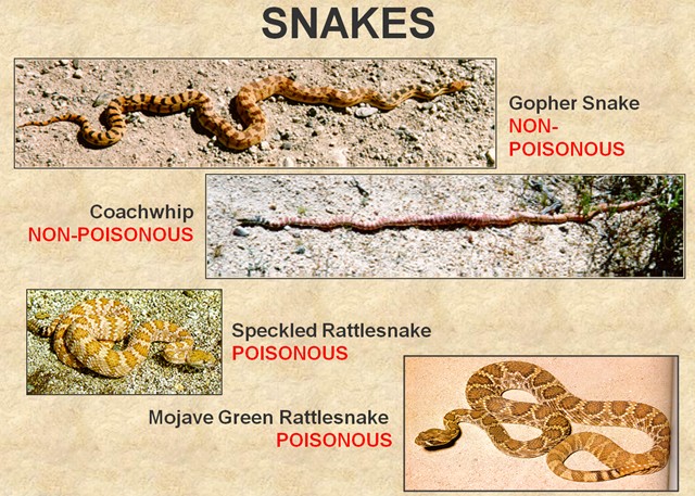 Snakes.  Everybody likes to know about snakes.