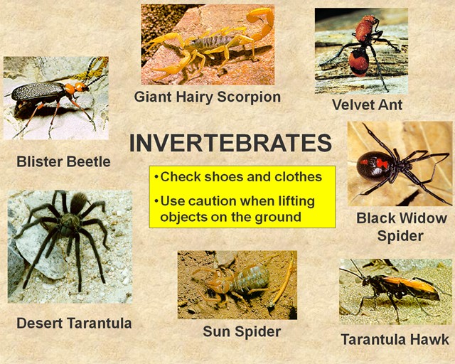 Invertebrates and their potential for discomfort.