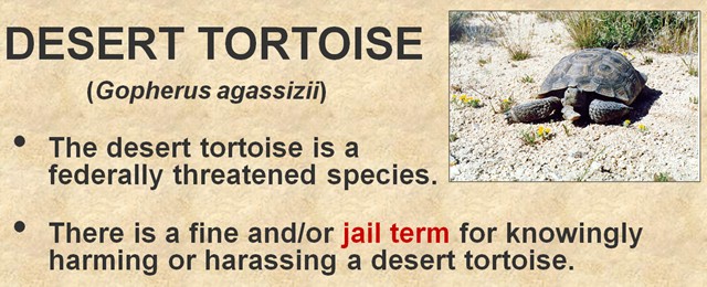 Leave the tortoise alone.  If you scare them they react by urinating that releases a lot of body fluids that are crucial to their survival.  They can potentially dehydrate and irreparably harm the tortoise.