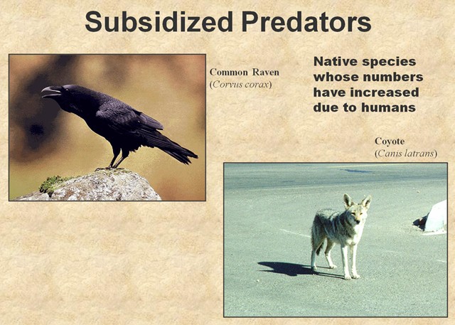 And, of course there are animals who benefit by being near humans like the raven and the coyote.