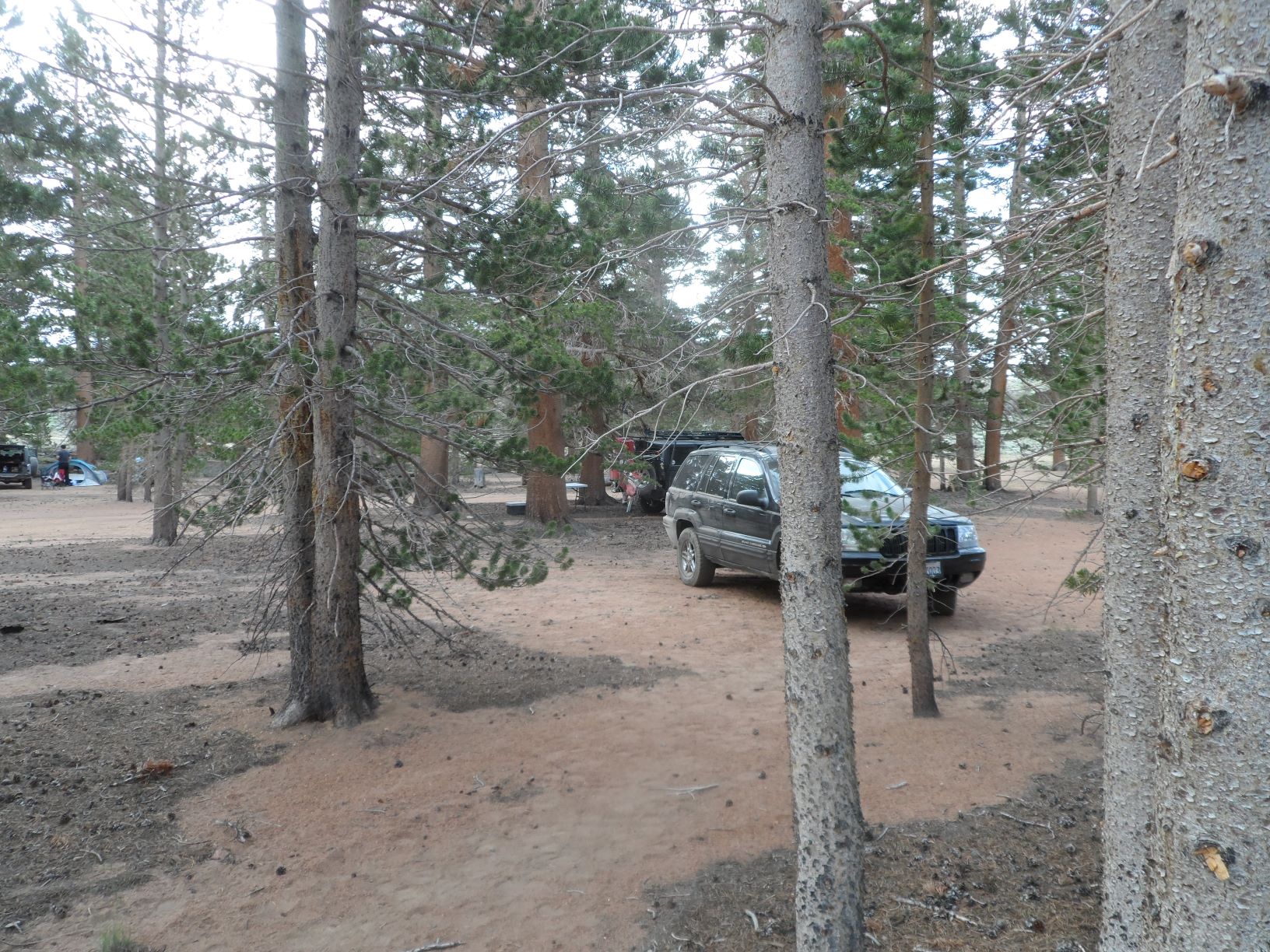 Pines - Coyote Flats 1.JPG