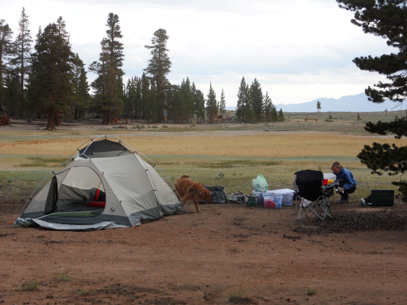 Pines - Coyote Flats 3.JPG