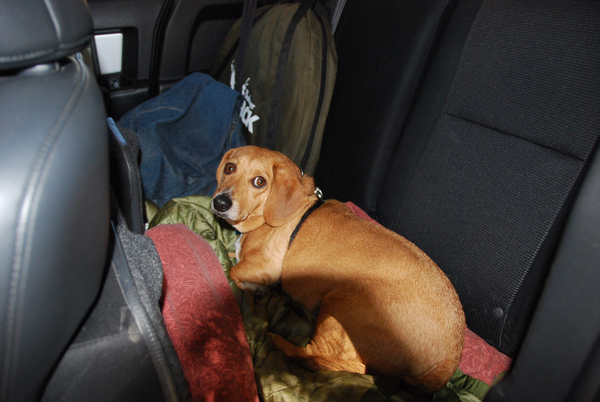 Baxter HATES car rides.