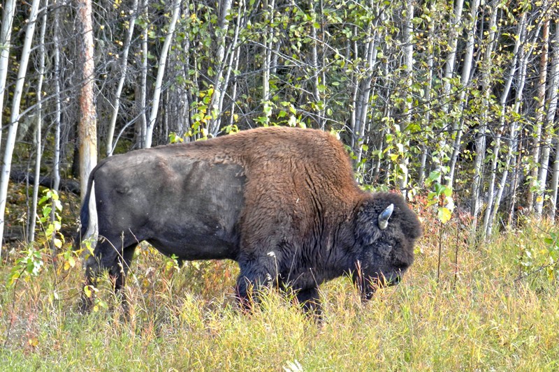 The wood bison where amicable enough.  I would love to do Yellowstone some time!