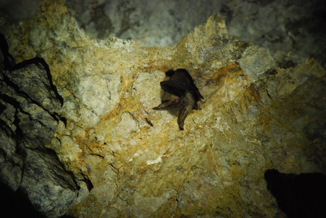 Bat in Elliot Mine