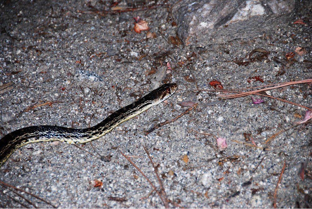 DSC_0276.JPG