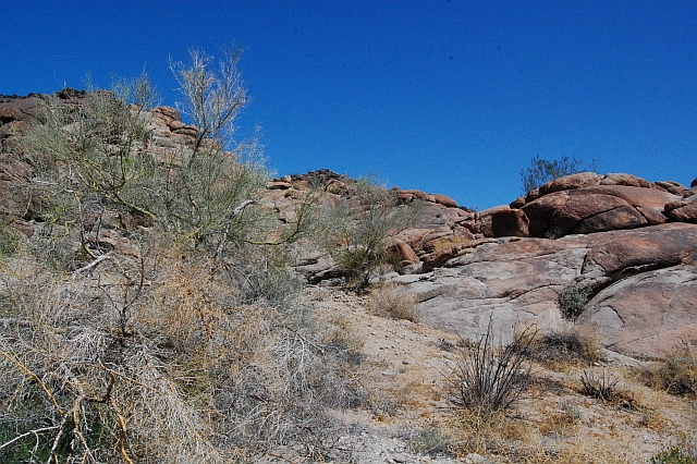 SOME OF OUR DESERT ECOSYSTEM