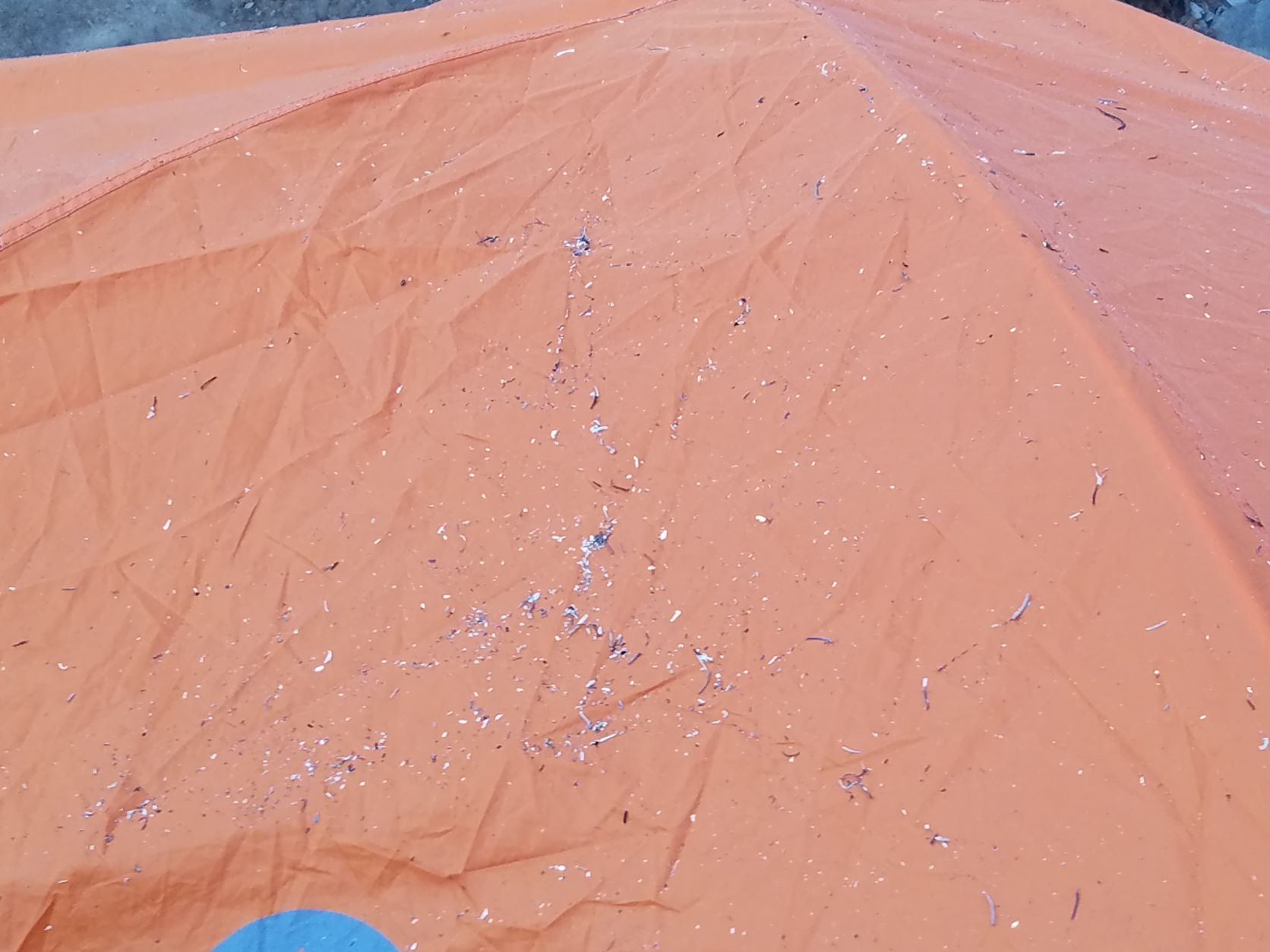 Ash from Caldor Fire.jpg