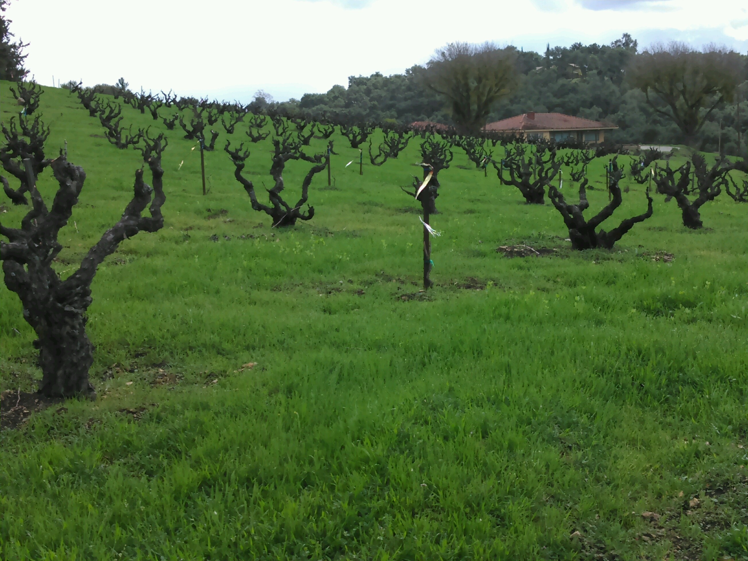 Really Old Vines at Turley.jpg