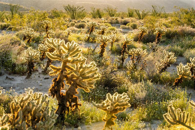 Cholla Cactus (Medium).jpg