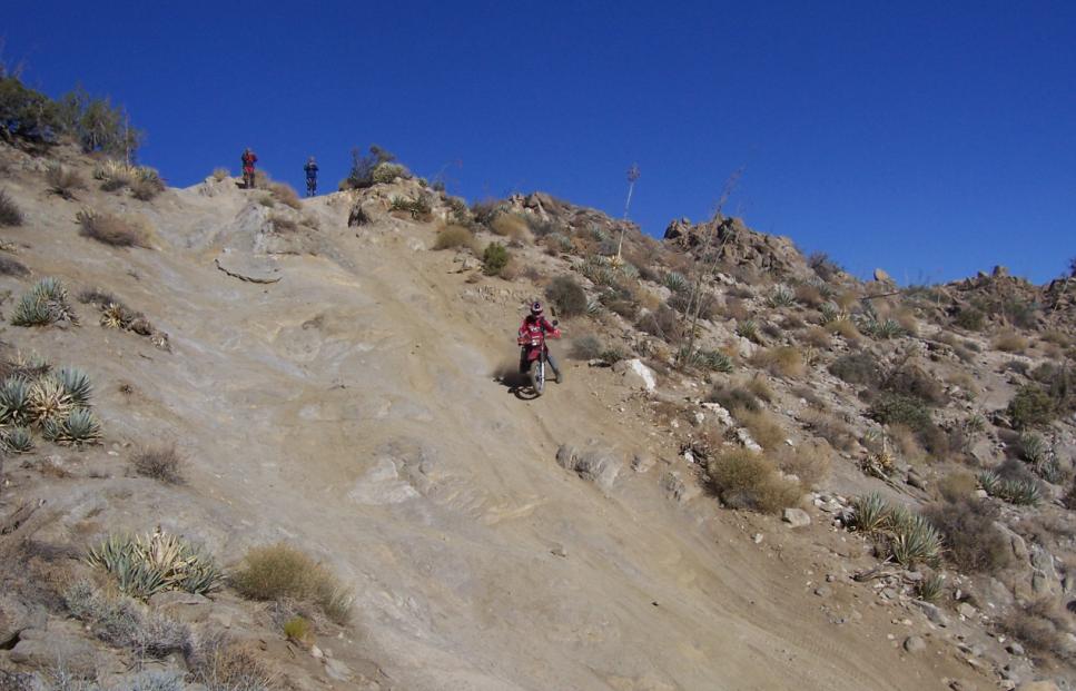 Pinyon 11.JPG