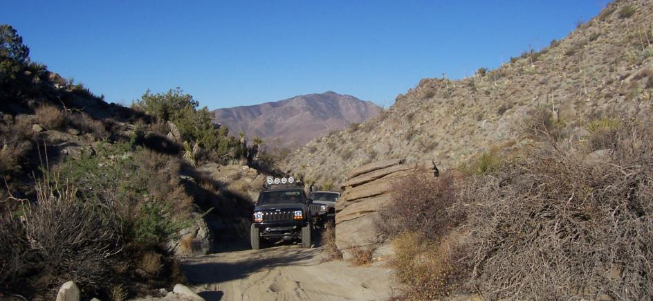 Pinyon 1.JPG