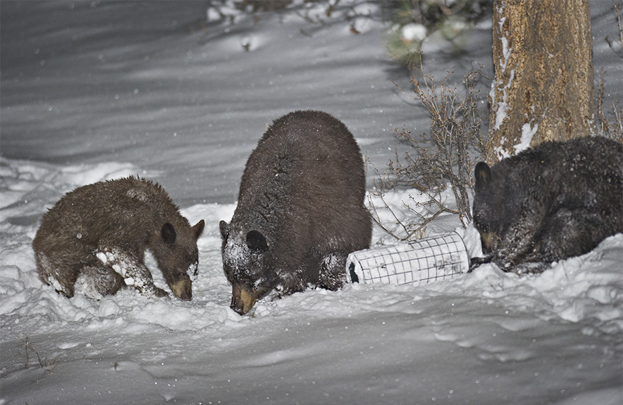 F-Bears in the Night.jpg