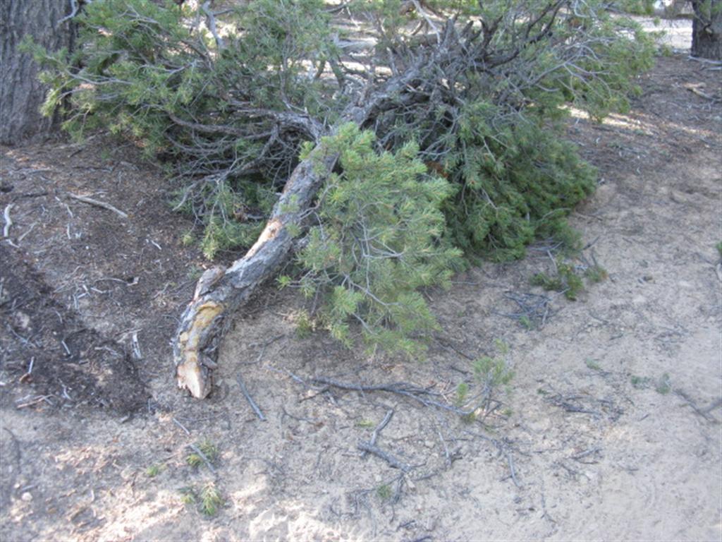 Hummer vs Tree branch-1.jpg